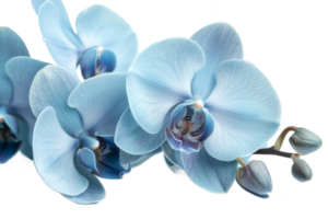 AI generated Cyan color orchid isolated on transparent background With clipping path.3d render png