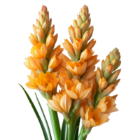 Curcuma zanthorrhiza flower isolated on transparent background With clipping path.3d render png
