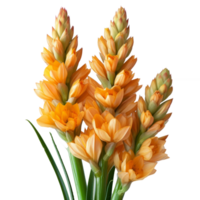 Kurkuma Zanthorrhiza Blume isoliert auf transparent Hintergrund mit Ausschnitt Pfad.3d machen png