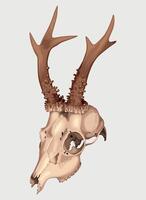 Vector illustration of realistic high detailed deer skull isolated on white background