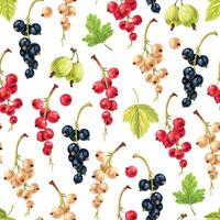 Vector seamless pattern with varicolored currant and gooseberry isolated in white background