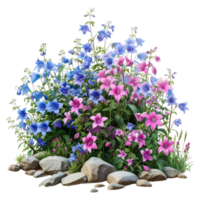 Campanula. Cut out blue and pink flowers  isolated on transparent background With clipping path.3d render png