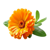 Marigold flower with leaves  isolated on transparent background With clipping path.3d render png