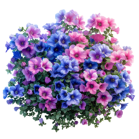 Campanula. Cut out blue and pink flowers  isolated on transparent background With clipping path.3d render png