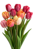 AI generated Bouquet of spring tulips flowers isolated on transparent background With clipping path.3d rendering png