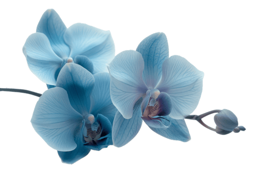 ai generiert cyan Farbe Orchidee isoliert auf transparent Hintergrund mit Ausschnitt Pfad.3d machen png