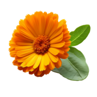 Marigold flower with leaves  isolated on transparent background With clipping path.3d render png