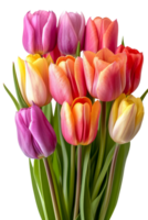 AI generated Bouquet of spring tulips flowers isolated on transparent background With clipping path.3d rendering png