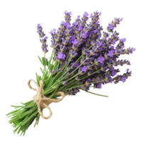 ai generato mazzo di lavanda isolato su trasparente sfondo con ritaglio percorso.3d rendere png