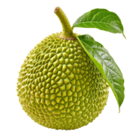 AI generated breadfruit isolated on transparent background With clipping path.3d rendering png