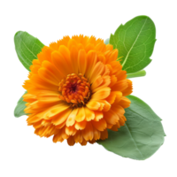 Marigold flower with leaves  isolated on transparent background With clipping path.3d render png