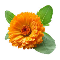 calendula fiore con le foglie isolato su trasparente sfondo con ritaglio percorso.3d rendere png