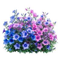 Campanula. Cut out blue and pink flowers  isolated on transparent background With clipping path.3d renderCampanula. Cut out blue and pink flowers  isolated on transparent background png