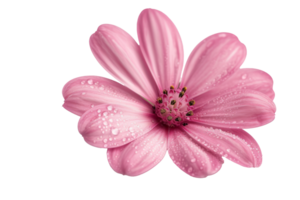 AI generated blooming beautiful pink flower isolated on transparent background With clipping path.3d rendering png