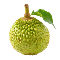 AI generated breadfruit isolated on transparent background With clipping path.3d rendering png