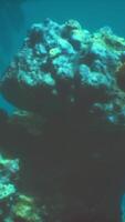 An underwater view of a coral reef in the ocean video