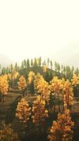 An aerial view of a forest with yellow trees video