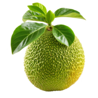 AI generated breadfruit isolated on transparent background With clipping path.3d rendering png