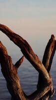 A dead tree branch in front of a body of water video