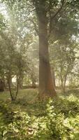 A lush green forest filled with lots of trees video