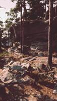 A group of trees and rocks in a forest video