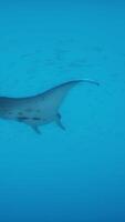 A manta ray swimming in the ocean video