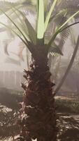 A palm tree in the middle of a foggy forest video