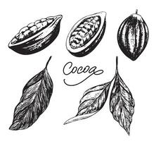 Set of cocoa pods and leaves drawn with pencil. Hand drawn chocolate cocoa beans design elements. Sketch style. Engraved style illustration. Vector illustration