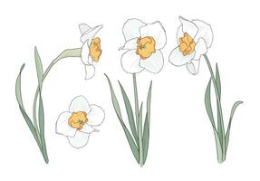 Set of white daffodils isolated on white background. Narsis in Arts and Crafts style. Vintage botanical elements with outline vector