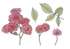 Set of pink damask roses isolated on white background. Wild roses and leaves in Arts and Crafts style. Collection of vintage botanical elements with outline. Branch with small flowers. Floral elements vector