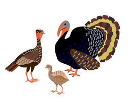 familia de pavos soportes masculino y hembra pavo, pequeño Turquía pollo. granja aves de corral. dibujos animados estilo. vector