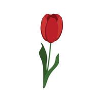 Vector illustration of a red tulip on a white background.