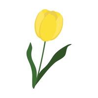 vector ilustración de un amarillo tulipán en un blanco antecedentes.