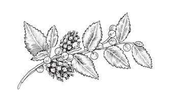 Branch with leaves and pinecones. Vector illustration of pine cone and winter berry twig. Hand drawn graphic clip art on isolated background. Autumn plant sketch. Line art with black outlines