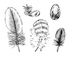 Feather Vector Set. Black line art drawing of quills. Outline illustration of plumes of different birds. Hand drawn clipart bundle. Linear sketch on isolated white background