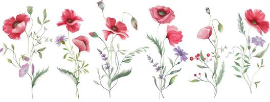 Watercolor floral set with poppies. Hand drawn illustration isolated on transparent background. Vector EPS.