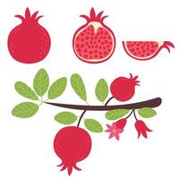 Hand drawn doodle pomegranate fruit whole, slice and half vector