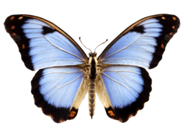 ai generiert schön zart Blau Schmetterling isoliert auf transparent Hintergrund, Tiere und Tierwelt, Frühling, saisonal png