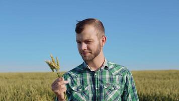 A young farmer agronomist with a beard stands in a field of wheat under a clear blue sky and holds a handful of spikelets in his hands video