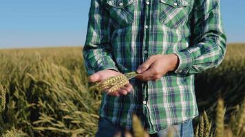 A young farmer agronomist with a beard stands in a field of wheat under a clear blue sky and holds a handful of spikelets in his hands video