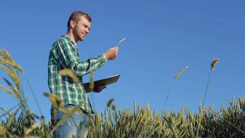 une Jeune agriculteur agronome avec une barbe des stands dans une champ de blé en dessous de une clair bleu ciel et examine une épillet. récolte dans en retard été video