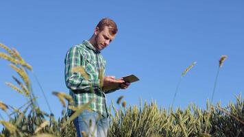 A young farmer agronomist with a beard stands in a field of wheat under a clear blue sky and examines a spikelet. Harvest in late summer video