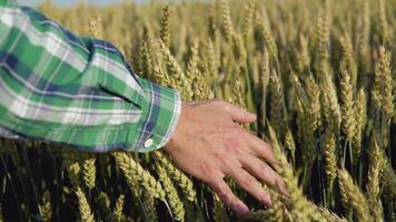 The hand of a young man strokes the tops of wheat ears in a field. The young farmer is engaged in agribusiness video