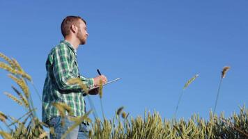 une Jeune agriculteur agronome avec une barbe des stands dans une champ de blé en dessous de une clair bleu ciel et examine une épillet. récolte dans en retard été video