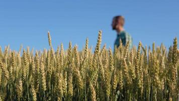 A young farmer agronomist with a beard stands in a wheat field under a clear blue sky. Harvest in late summer video