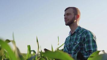 un joven granjero agrónomo con un barba sostiene un tableta en su manos y admira el belleza de un maíz campo. granja negocio. video