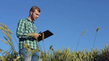 en ung jordbrukare agronom med en skägg står i en fält av vete under en klar blå himmel och undersöker en spikelet. skörda i sent sommar video