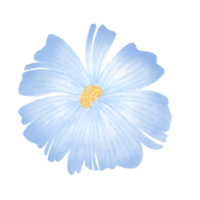 Blau Gänseblümchen Blume png