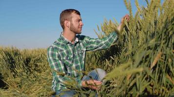 un joven granjero agrónomo con un barba se sienta en un campo de trigo debajo un claro azul cielo y examina trigo orejas video