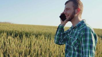 une Jeune agriculteur agronome avec une barbe des stands dans une champ de blé en dessous de une clair bleu ciel et pourparlers sur une cellule téléphone. récolte dans en retard été video